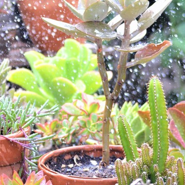Cómo revivir tus plantas después de las lluvias de la CDMX: olvídate del fertilizante