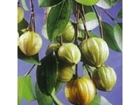 Garcinia Cambogia (HCA)... ¿Otro "milagro" antigrasa?