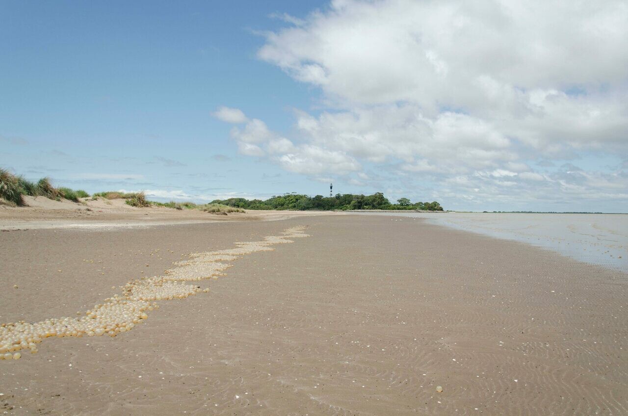 Las playas argentinas a veces están salpicadas de orbes gigantes y nacarados pero eso es una mala noticia a pesar de su belleza