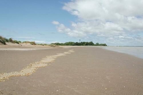 Las playas argentinas a veces están salpicadas de orbes gigantes y nacarados pero eso es una mala noticia a pesar de su belleza