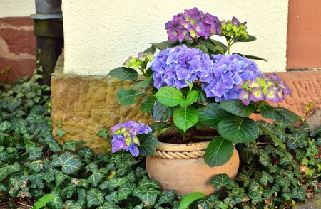 Geranio En Tamano Grande