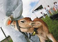 Fabrican insulina a partir de leche de vaca
