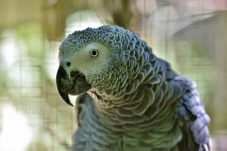Loro gris