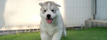 Qué va a cambiar con las tiendas y la adopción de animales con la Ley de Bienestar Animal
