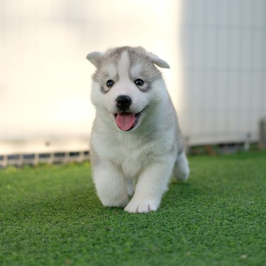 Qué va a cambiar con las tiendas y la adopción de animales con la Ley de Bienestar Animal