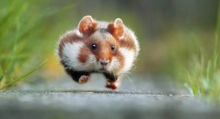 Estas son las fotos de animales más divertidas del año