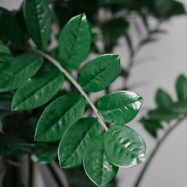Todo sobre la zamioculca: la planta de interior que sobrevive con poca luz y casi nada de agua