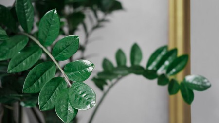 Todo sobre la zamioculca: la planta de interior que sobrevive con poca luz y casi nada de agua