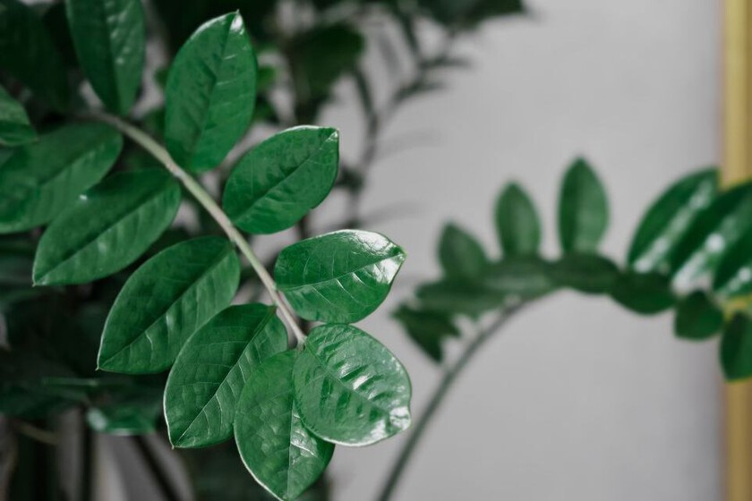 Zamioculca: La Planta de Interior Imbatible para Olvidadizos - ¡Cuidados, Beneficios y Secretos!