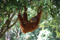 Viajes exóticos: Orangutanes y otros animales en la selva de Sumatra