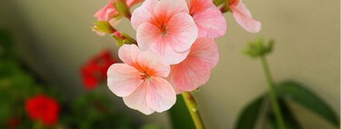 Cómo multiplicar un geranio en primavera a partir de esquejes y llenar tu balcón sin gastar más 