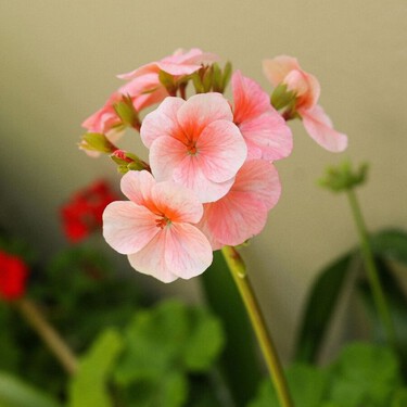 Cómo multiplicar un geranio en primavera a partir de esquejes y llenar tu balcón sin gastar más 