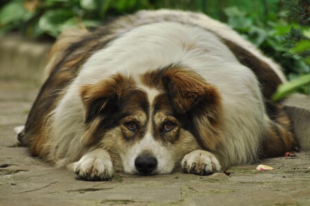 Alimentacion En Perros Esterilizados
