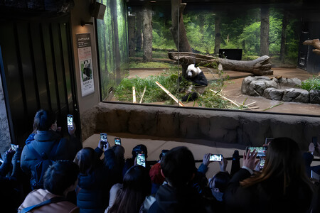 Último día de exhibición pública de Lei Lei antes de su partida a China | Tomohiro Ohsumi/Getty Images