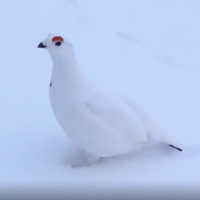 Este extraño pájaro de las nieves que dice "Awebo" está arrasando en Instagram. No sabemos por qué, pero nos encanta