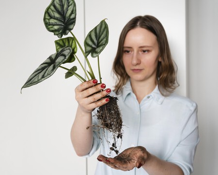Woman Holding Plant With Roots