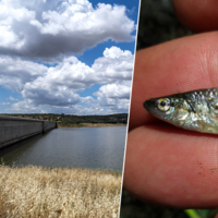El Gobierno vació un embalse en Cáceres para erradicar a un pez invasor. Fue peor el remedio que la enfermedad 