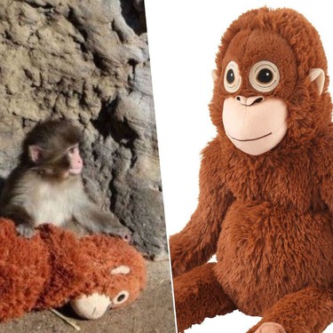 De ser rechazado por su madre a ídolo mundial: el monito que ha transformado un zoo japonés en el "reality" más seguido de internet