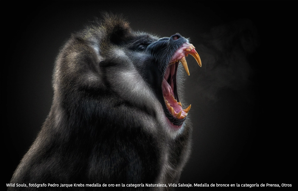 Foto de Wild Souls - Pedro Jarque Krebs (1/3)