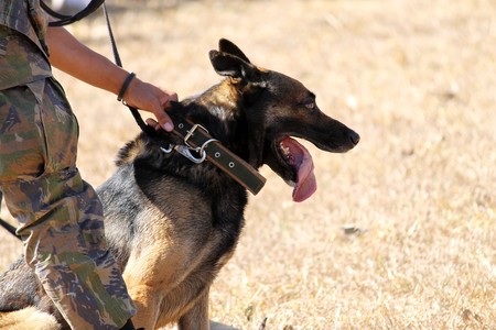 Perro policia