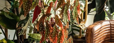 Las macetas de toda la vida son cosas de abuelas: estas son las nuevas tendencias de 2026 para dar un aire actual a la terraza o balcón 