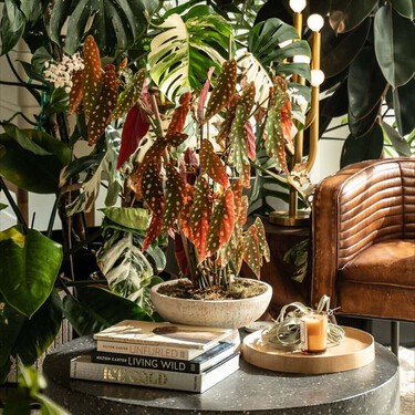 Las macetas de toda la vida son cosas de abuelas: estas son las nuevas tendencias de 2026 para dar un aire actual a la terraza o balcón 