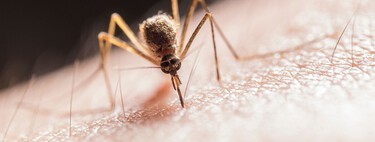 Lidl lanza una mosquitera extensible que se ajusta a todo tipo de ventanas y resiste a los rayos solares