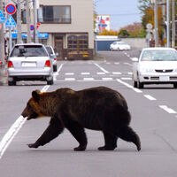 Los osos de Japón han aprendido a abrir las puertas, así que para evitar sus ataques les ha tocado reinventarlas