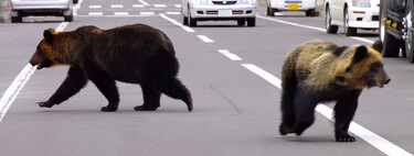 Japón tiene un problema tan grande con los osos que les ha empujado a una solución radical. Van a reinventar las puertas 