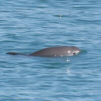 Era una especie que todos daban por extinta en México, pero acaba de aparecer una esperanza 