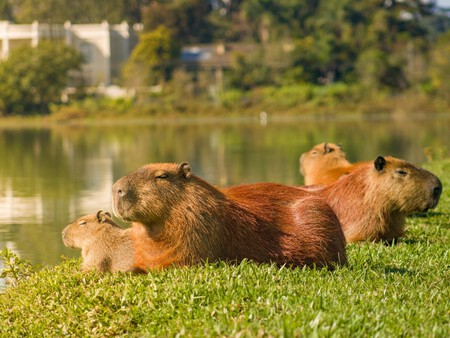 Capibara 3