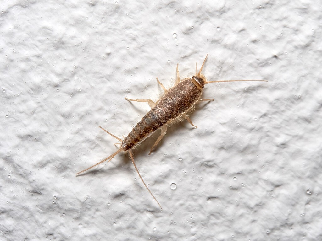 La mejor solución para que los pececillos de plata desaparezcan de tu casa es poner en las esquinas estos repelentes naturales 