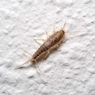 La mejor solución para que los pececillos de plata desaparezcan de tu casa es poner en las esquinas estos repelentes naturales 