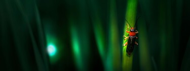 Cómo lograr que las luciérnagas vuelvan a tu jardín cada verano