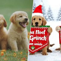 Cómo animar una foto con IA y convertirlo en un vídeo de felicitación navideña 