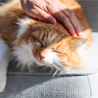 Achávamos que os gatos eram apenas animais fofos até a ciência descobrir um poder bizarro capaz de curar feridas, aniquilar o estresse e regenerar o corpo humano 