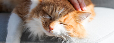 Achávamos que os gatos eram apenas animais fofos até a ciência descobrir um poder bizarro capaz de curar feridas, aniquilar o estresse e regenerar o corpo humano 