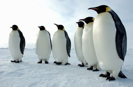 Se reproduce a -40 °C, se sumerge 250 m durante 18 minutos, mide casi como un niño y otras cosas sorprendentes del Emperador
