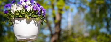 Estas son las seis plantas más bonitas y resultonas para llenar de color tu terraza o balcón en primavera: crecen rápido y tienen una floración espectacular