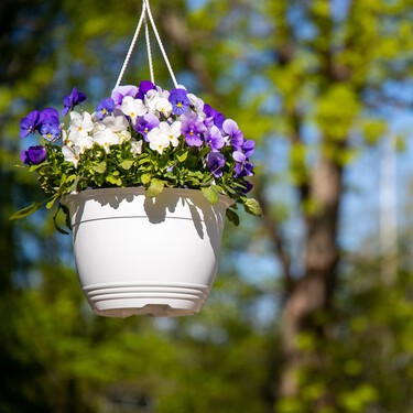 Estas son las seis plantas más bonitas y resultonas para llenar de color tu terraza o balcón en primavera: crecen rápido y tienen una floración espectacular