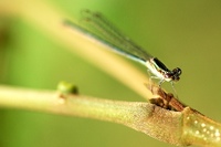 Informes amarillistas sobre la tributación de los autónomos por parte de Gestha