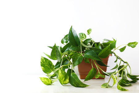Pothos De Oro O Epipremnum Aureum En Mesa Blanca En La Sala De Estar Hogar Y Jardin