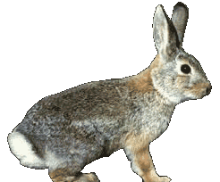 Conejo al horno