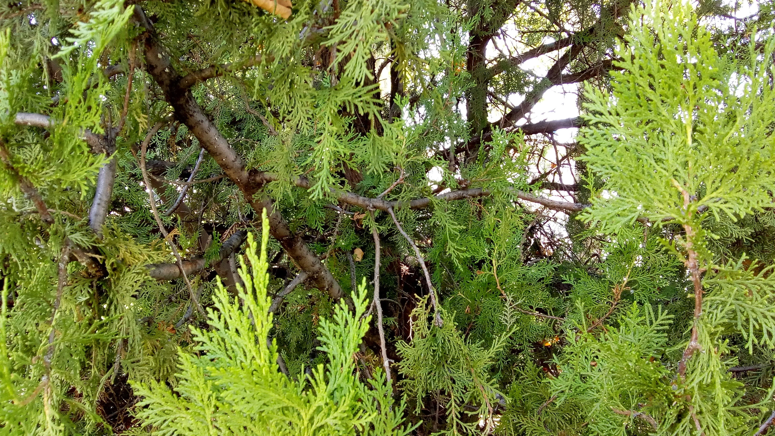 Foto de Fotos con el Moto E4 (11/19)