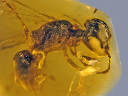 Esta abeja es nueva para la ciencia, tiene 100 millones de años y se encuentra perfectamente conservada en ámbar (polen incluido)
