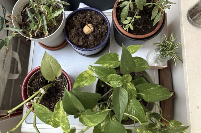 Plantas