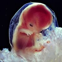 Semana 13 de embarazo: un ser humano en miniatura