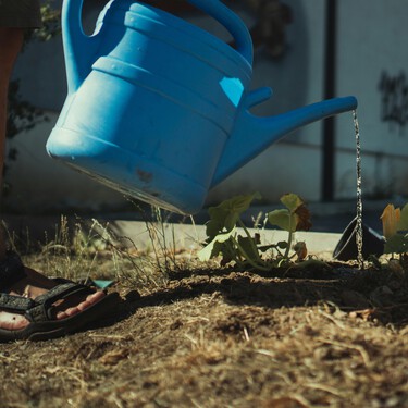 Con una bolsa de plástico y un hilo de lana, podrás regar tus plantas cuando no estés en casa