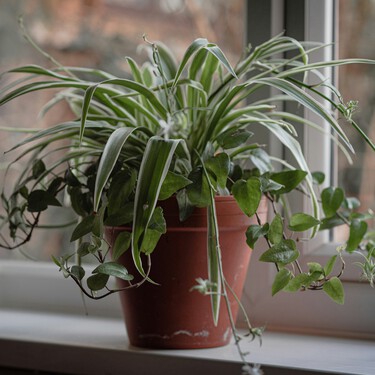Qué significa tener muchas plantas en casa, según la psicología