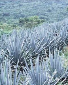 El tequila y la ciencia